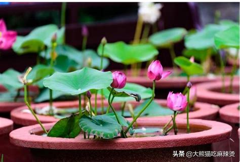 荷花怎麼養|荷花怎麼盆栽？盆栽荷花的養殖方法和注意事項有哪些？